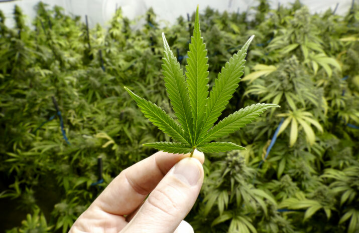 ATA raises concerns about marijuana reclassification article image