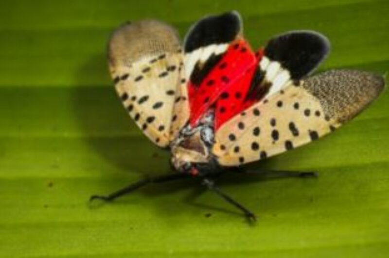 Driver training required to prevent spread of spotted lanternfly article image