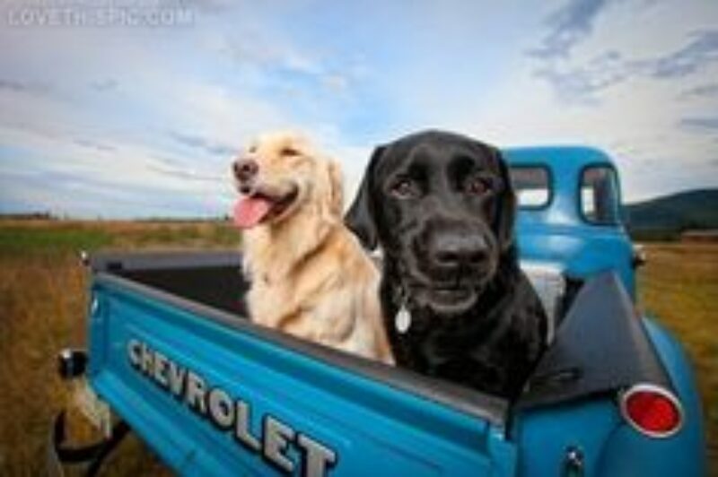 Regina looks to ban dogs from back of pick-up article image