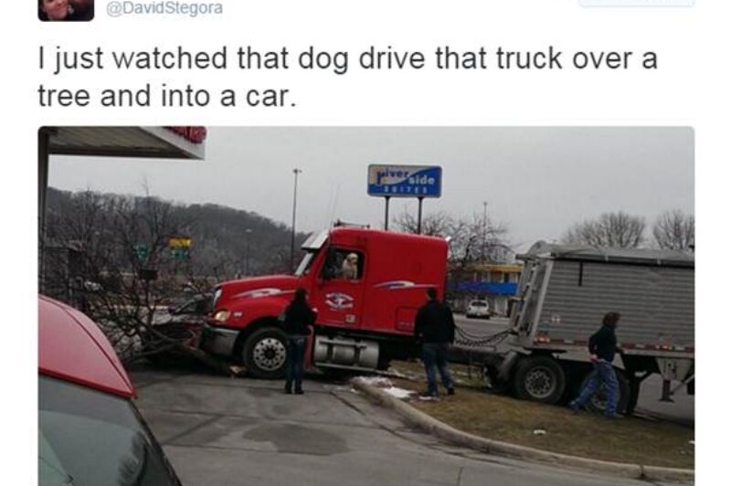 Dog learns new trick, crashes truck article image