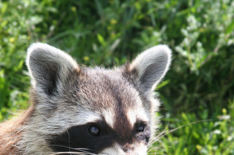 Rabid raccoons may be hitching rides article image
