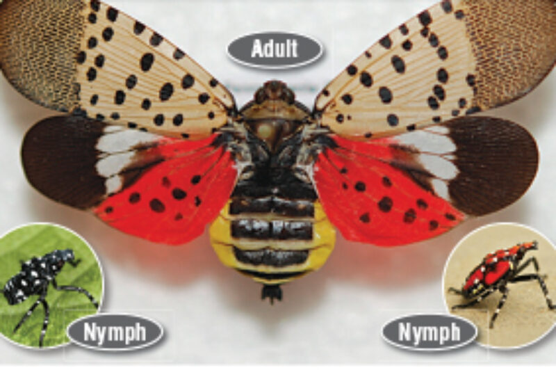Spotted lanternfly