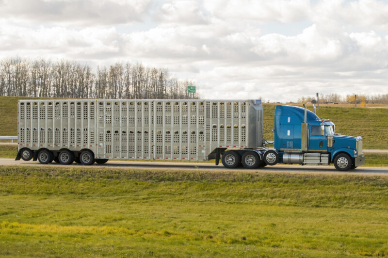 livestock trucks