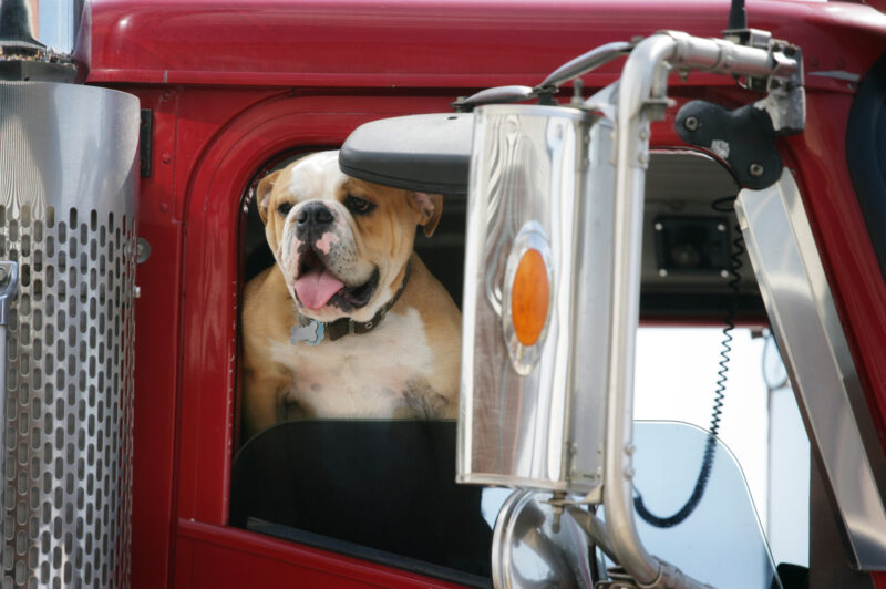 Trucker bulldog with his tongue hanging out. Shot with Canon 1Ds Mark II, slight color saturation and vignette added.