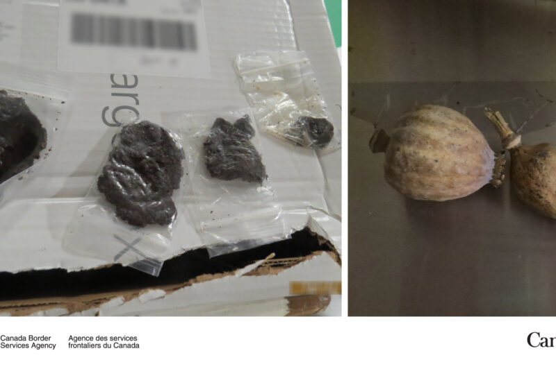 Picture of suspected drugs discovered in a tractor-trailer